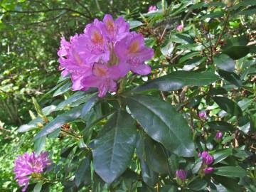 Fotografia da espécie Rhododendron ponticum subesp. baeticum