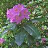 Fotografia 5 da espécie Rhododendron ponticum subesp. baeticum do Jardim Botânico UTAD