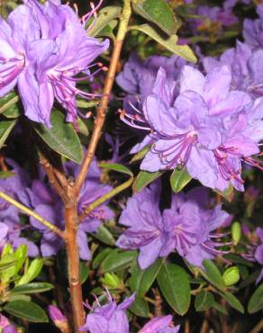 Fotografia 6 da espécie Rhododendron ponticum subesp. baeticum no Jardim Botânico UTAD