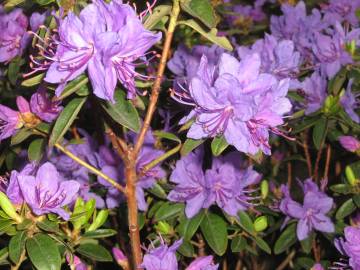 Fotografia da espécie Rhododendron ponticum subesp. baeticum