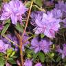 Fotografia 6 da espécie Rhododendron ponticum subesp. baeticum do Jardim Botânico UTAD