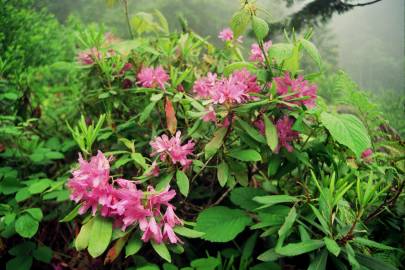 Fotografia da espécie Rhododendron ponticum subesp. baeticum