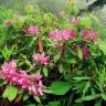 Fotografia 7 da espécie Rhododendron ponticum subesp. baeticum do Jardim Botânico UTAD