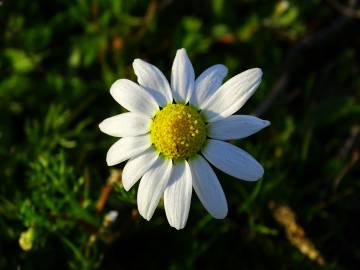 Fotografia da espécie Chamaemelum fuscatum