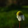 Fotografia 14 da espécie Chamaemelum fuscatum do Jardim Botânico UTAD