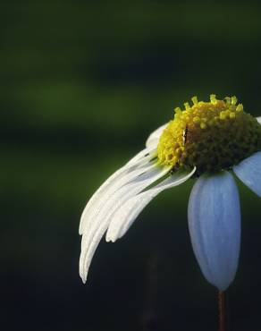 Fotografia 15 da espécie Chamaemelum fuscatum no Jardim Botânico UTAD