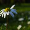 Fotografia 19 da espécie Chamaemelum fuscatum do Jardim Botânico UTAD