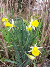 Fotografia da espécie Narcissus pseudonarcissus subesp. portensis