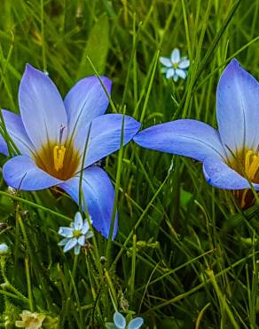 Fotografia 3 da espécie Crocus carpetanus no Jardim Botânico UTAD