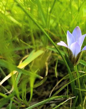 Fotografia 4 da espécie Crocus carpetanus no Jardim Botânico UTAD