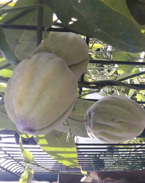 Fotografia 30 da espécie Araujia sericifera no Jardim Botânico UTAD