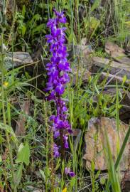 Fotografia da espécie Orchis mascula