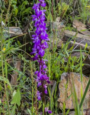 Fotografia 11 da espécie Orchis mascula no Jardim Botânico UTAD