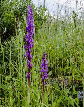 Fotografia 12 da espécie Orchis mascula no Jardim Botânico UTAD