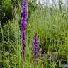 Fotografia 12 da espécie Orchis mascula do Jardim Botânico UTAD