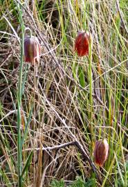 Fotografia da espécie Fritillaria lusitanica var. lusitanica