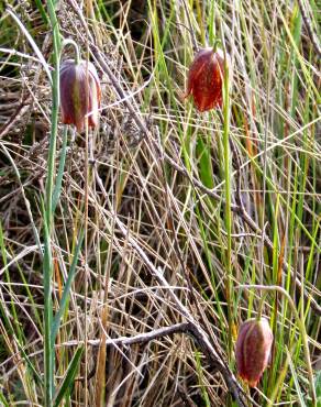 Fotografia 5 da espécie Fritillaria lusitanica var. lusitanica no Jardim Botânico UTAD