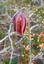 Fotografia da espécie Fritillaria lusitanica var. lusitanica