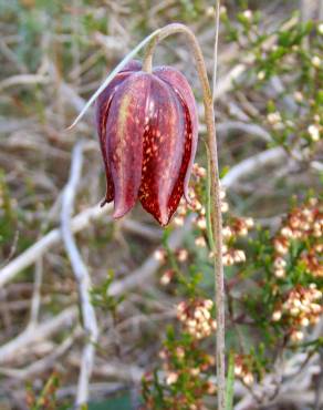 Fotografia 6 da espécie Fritillaria lusitanica var. lusitanica no Jardim Botânico UTAD