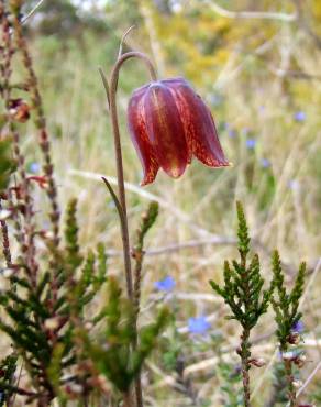 Fotografia 8 da espécie Fritillaria lusitanica var. lusitanica no Jardim Botânico UTAD