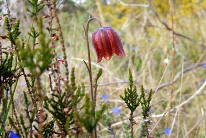 Fotografia da espécie Fritillaria lusitanica var. lusitanica