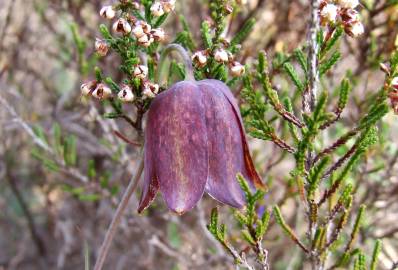 Fotografia da espécie Fritillaria lusitanica var. lusitanica