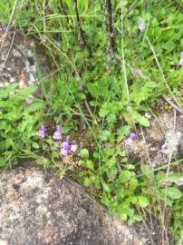 Fotografia da espécie Linaria amethystea subesp. amethystea