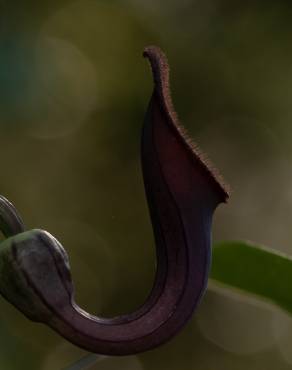 Fotografia 16 da espécie Aristolochia baetica no Jardim Botânico UTAD