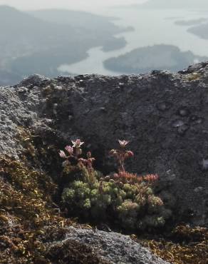 Fotografia 14 da espécie Sedum hirsutum no Jardim Botânico UTAD