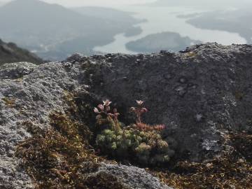 Fotografia da espécie Sedum hirsutum