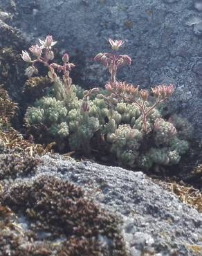 Fotografia 15 da espécie Sedum hirsutum no Jardim Botânico UTAD