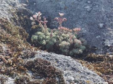 Fotografia da espécie Sedum hirsutum