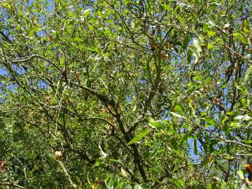 Fotografia da espécie Quercus libani