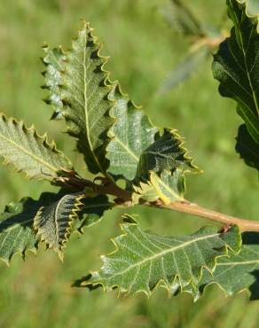 Fotografia 3 da espécie Quercus libani no Jardim Botânico UTAD