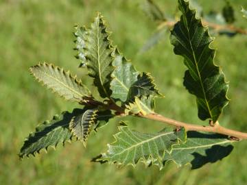 Fotografia da espécie Quercus libani