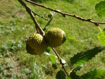 Fotografia da espécie Quercus libani