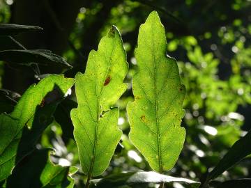 Fotografia da espécie Quercus libani