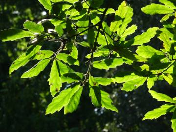 Fotografia da espécie Quercus libani