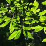 Fotografia 6 da espécie Quercus libani do Jardim Botânico UTAD