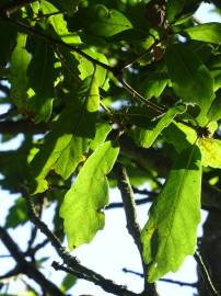 Fotografia da espécie Quercus libani