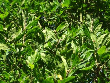 Fotografia da espécie Quercus libani