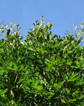 Fotografia 9 da espécie Quercus libani no Jardim Botânico UTAD