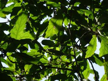 Fotografia da espécie Quercus libani