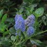 Fotografia 8 da espécie Ceanothus thyrsiflorus var. repens do Jardim Botânico UTAD