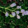 Fotografia 9 da espécie Ceanothus thyrsiflorus var. repens do Jardim Botânico UTAD