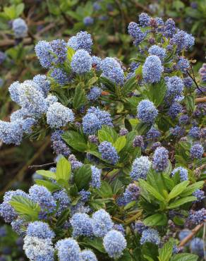 Fotografia 10 da espécie Ceanothus thyrsiflorus var. repens no Jardim Botânico UTAD