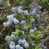 Fotografia 10 da espécie Ceanothus thyrsiflorus var. repens do Jardim Botânico UTAD