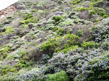 Fotografia da espécie Ceanothus thyrsiflorus var. repens