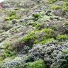 Fotografia 11 da espécie Ceanothus thyrsiflorus var. repens do Jardim Botânico UTAD