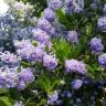 Fotografia 12 da espécie Ceanothus thyrsiflorus var. repens do Jardim Botânico UTAD